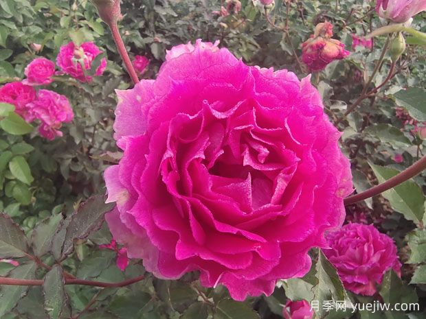 月季花是我國(guó)傳統(tǒng)名花，展現(xiàn)愛情與吉祥象征意義(圖1)