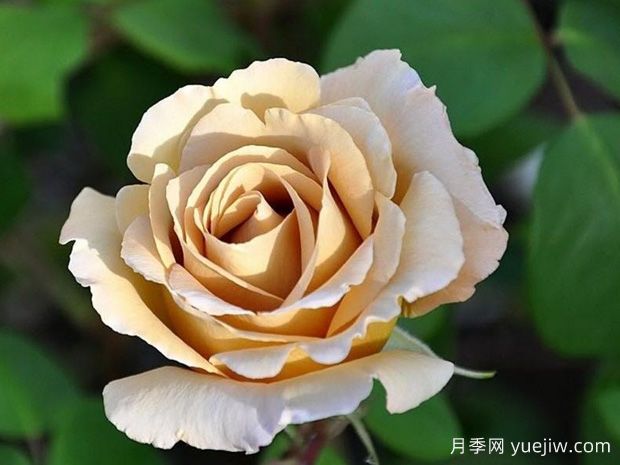 黃油硬糖月季的優(yōu)缺點(diǎn)是什么？(圖1)