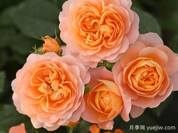 月季花的***佳種植時間？哪些品種適合家庭種植？(圖1)