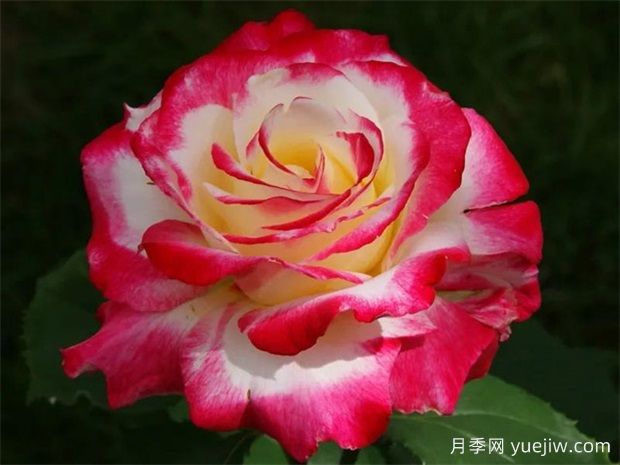 紅雙喜月季的優(yōu)點解析，不愧為著名的混色月季(圖2)