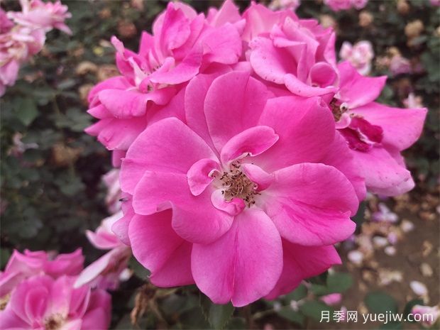 工程綠化常用豐花月季品種有哪幾種？7個(gè)好品種(圖1)