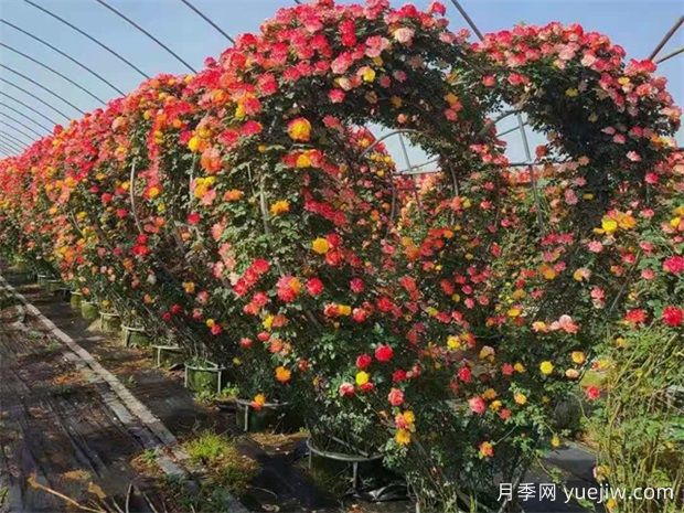南陽常見的藤本月季造型有哪幾種？六大類美化園林(圖4)