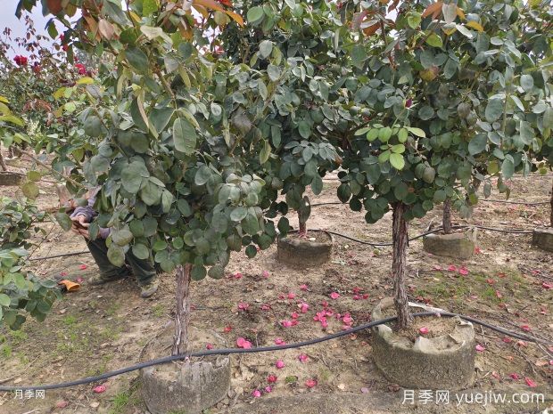 5公分低樁低桿月季樹，低價格有大冠幅(圖1)
