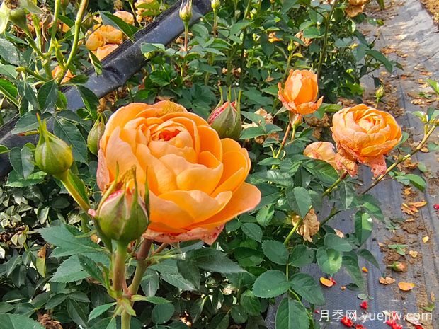微型月季果汁陽(yáng)臺(tái)，典型的開花機(jī)器(圖2)