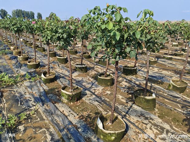 養(yǎng)植樹狀月季要注意什么？(圖1)