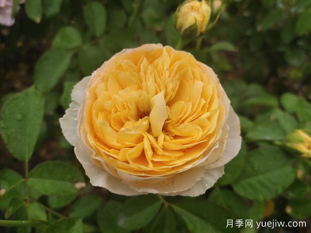 推薦一些適合做切花的品種月季？(圖1)
