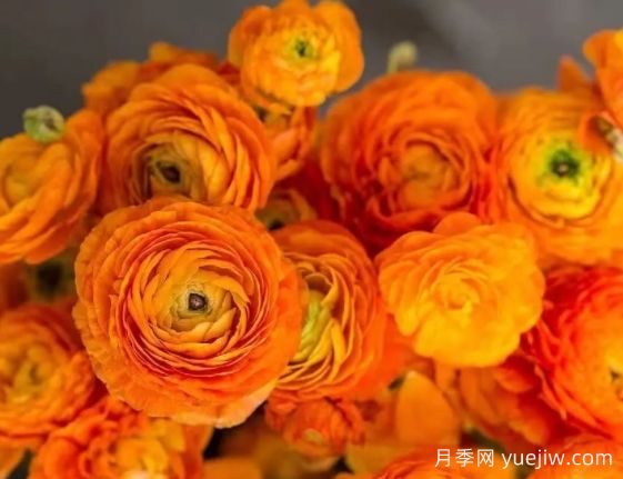 欲與牡丹爭艷的花毛茛“洋牡丹”，超高顏值(圖1)