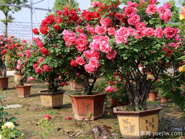 好看且花量大的樹(shù)狀月季，開(kāi)花很美，別墅庭院種植上(圖2)