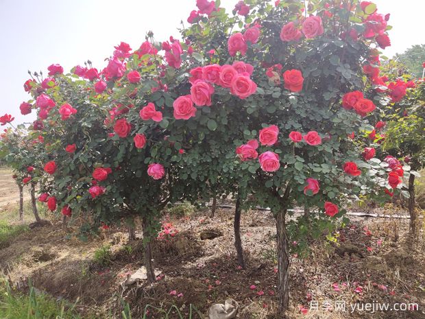 好看且花量大的樹(shù)狀月季，開(kāi)花很美，別墅庭院種植上(圖1)