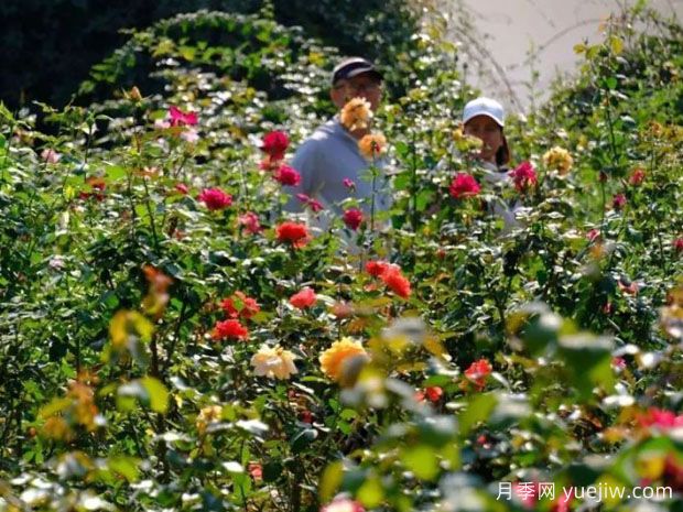 南寧花卉公園3萬株月季入盛花期，市民聞香而來(圖1)