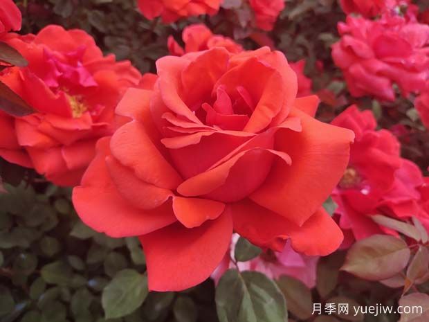 南寧花卉公園3萬株月季入盛花期，市民聞香而來(圖2)