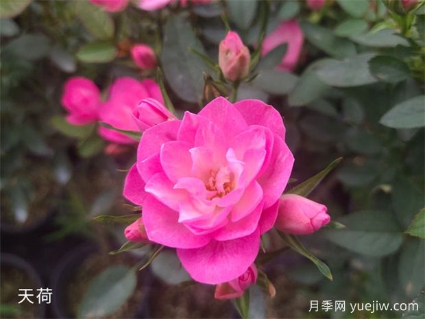 南寧花卉公園3萬株月季入盛花期，市民聞香而來(圖3)