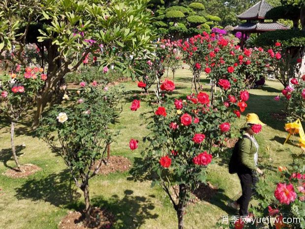 南寧南湖公園新年花季開展，2萬株月季盛放香飄滿園(圖2)