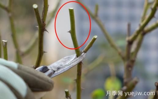 冬季修剪全掌握之灌木月季怎么剪？(圖2)