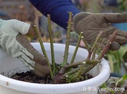 冬季修剪全掌握之灌木月季怎么剪？(圖3)