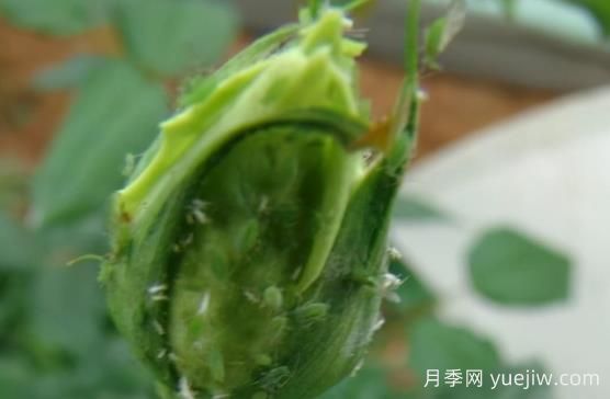 9種常見(jiàn)的月季病蟲(chóng)害，癥狀與防治都在這里(圖2)