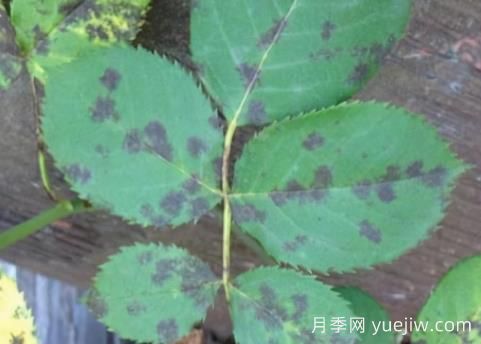 9種常見(jiàn)的月季病蟲(chóng)害，癥狀與防治都在這里(圖3)