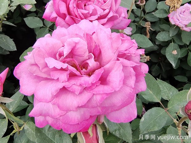 25個(gè)藍(lán)紫色月季品種大合集，天然藍(lán)紫美到心里(圖3)