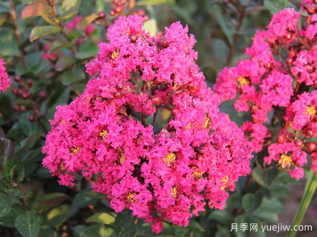 要想紫薇開花好，冬季修剪要認真做(圖1)