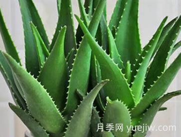 ?；⑻m蘆薈的養(yǎng)殖方法和注意事項(xiàng)(圖1)