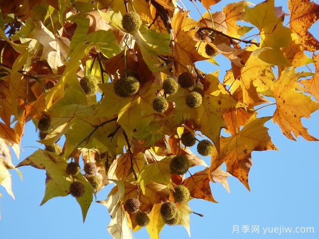 ?世界十大行道樹種類，法桐櫸樹榆樹七葉樹在列(圖1)