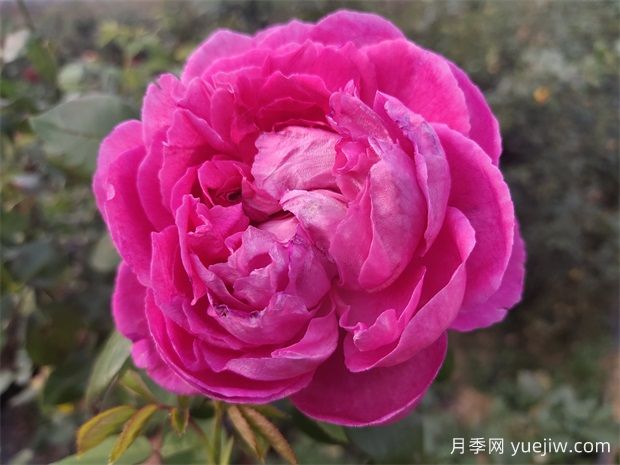 害怕花刺，推薦10種無刺少刺又仙氣十足的月季品種(圖2)
