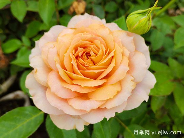非常具有生命力的4種花，月季連續(xù)開(kāi)花300天(圖1)