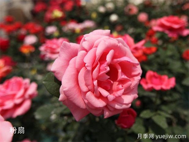 聞花識月季，月季分類與文化(圖1)