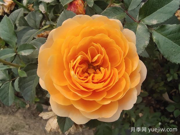 推薦8個好看又好養(yǎng)的灌木月季，讓花園更美麗(圖3)