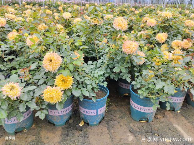 月季花標(biāo)準(zhǔn)加侖盆的尺寸是多少？(圖1)