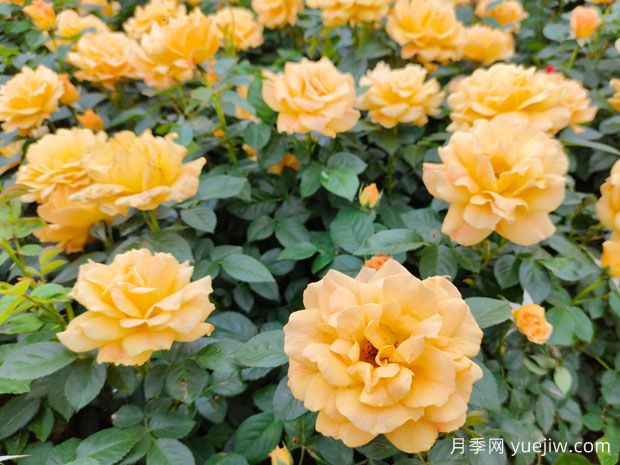 做好3件事，讓月季花開花不停歇(圖1)