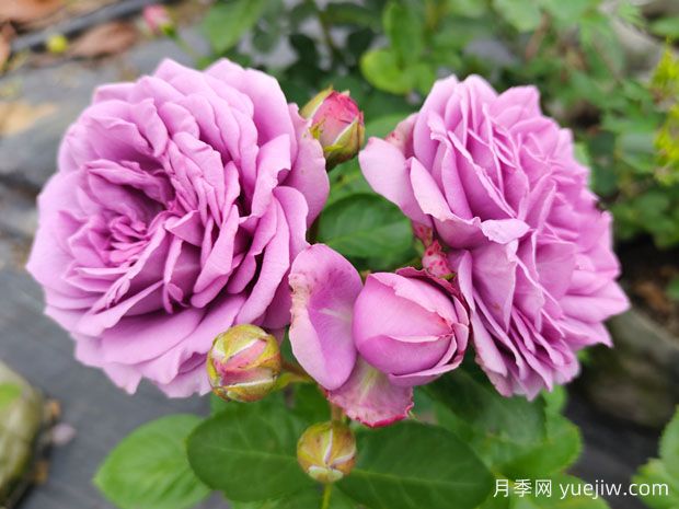冬季養(yǎng)月季花，做好4點防護(hù)春季開滿花(圖1)