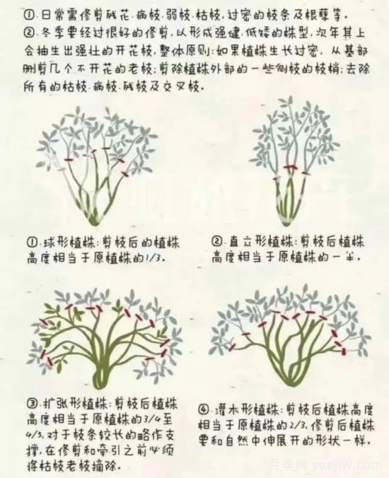 又快到春天月季修剪時(shí)，詳細(xì)圖解教你學(xué)會(huì)要領(lǐng)(圖1)