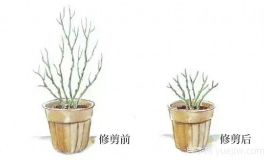 又快到春天月季修剪時(shí)，詳細(xì)圖解教你學(xué)會(huì)要領(lǐng)(圖2)