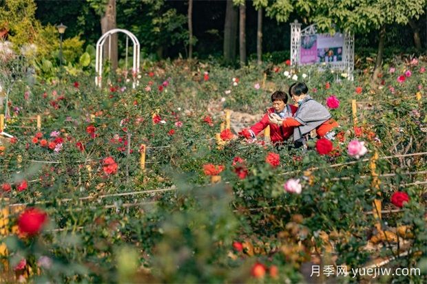 冬日爛漫花海惹人醉，廣州云臺(tái)花園1.2萬(wàn)棵月季花盛放(圖1)