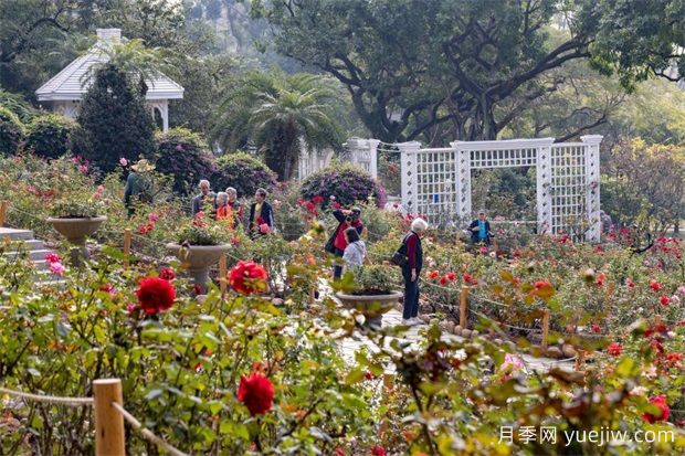冬日爛漫花海惹人醉，廣州云臺(tái)花園1.2萬(wàn)棵月季花盛放(圖2)