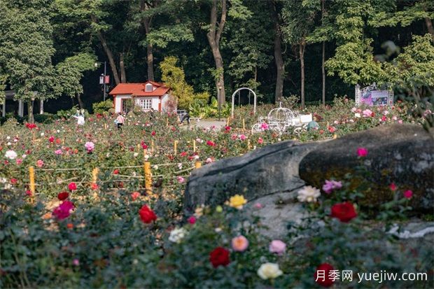 冬日爛漫花海惹人醉，廣州云臺(tái)花園1.2萬(wàn)棵月季花盛放(圖3)