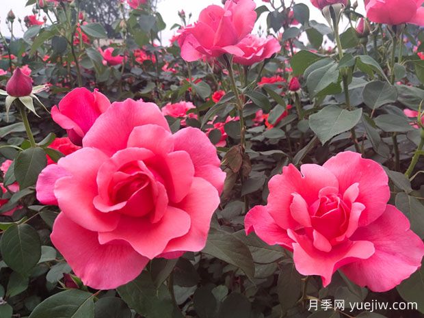 湖南各地市的市花分別是什么？(圖1)