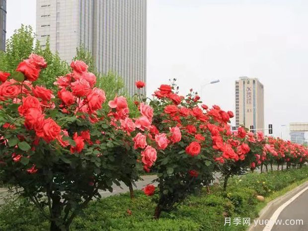 精心修剪，合肥高新區(qū)打造靚麗月季風(fēng)景線(圖1)