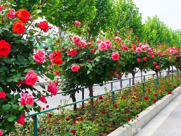 月季花的產(chǎn)地是哪里？哪個(gè)地方產(chǎn)的月季花好？(圖1)
