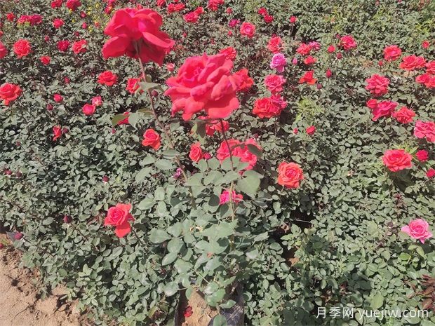 月季只長(zhǎng)葉子不開(kāi)花？應(yīng)該怎么辦(圖1)