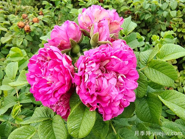 紫枝玫瑰，一年多次開(kāi)花的綠化玫瑰(圖1)
