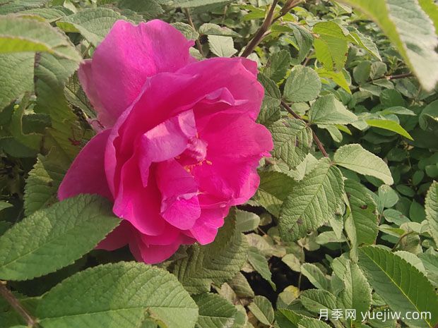 紫枝玫瑰，一年多次開(kāi)花的綠化玫瑰(圖2)