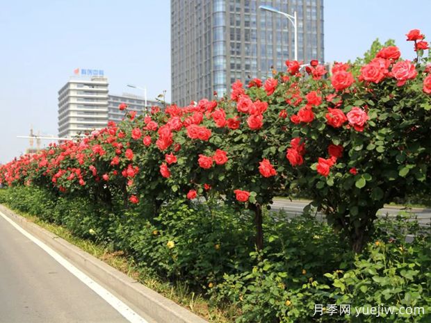 樹狀月季在園林綠化方面中如何運用？(圖2)