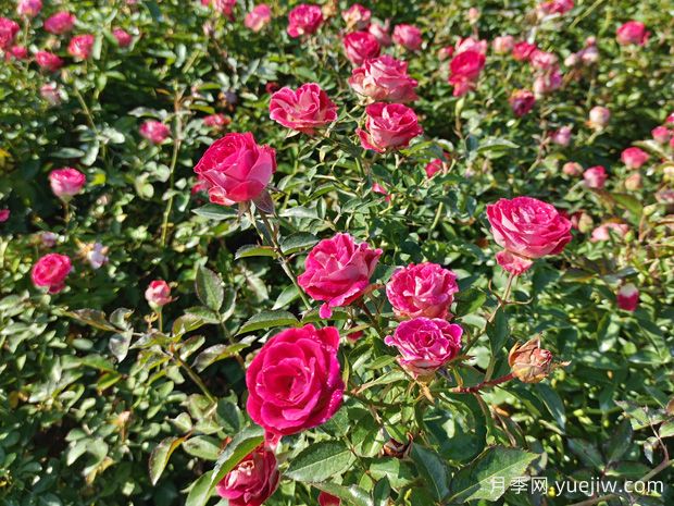 花卉種植的常見問題有哪些？應(yīng)如何解決？(圖1)