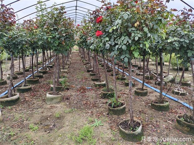 2024年綠化苗木種植風(fēng)向標(biāo)，苗木如何才能掙錢？(圖1)