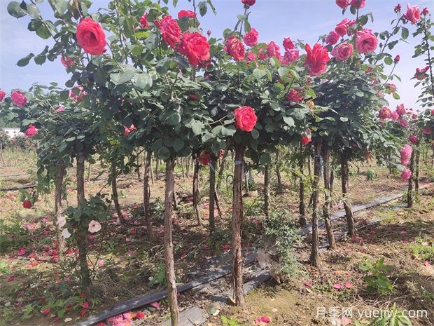 樹狀月季花開一路，建設大美紹興(圖1)