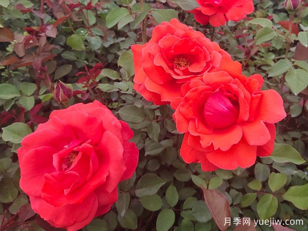 如何讓月季花開的更美？按照這個養(yǎng)護措施(圖1)