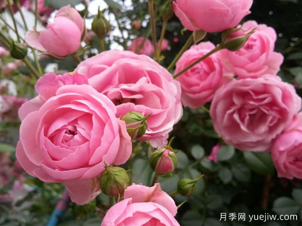 月季花能放在室內(nèi)養(yǎng)嗎？怎么提高月季抗病蟲(chóng)能力？(圖1)