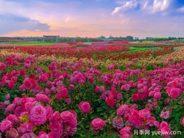 一朵月季花種出大產(chǎn)業(yè)，春節(jié)期間南陽(yáng)石橋鎮(zhèn)靜候花開(kāi)(圖3)